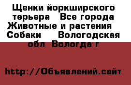 Щенки йоркширского терьера - Все города Животные и растения » Собаки   . Вологодская обл.,Вологда г.